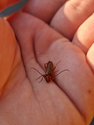 Tanbark Borer