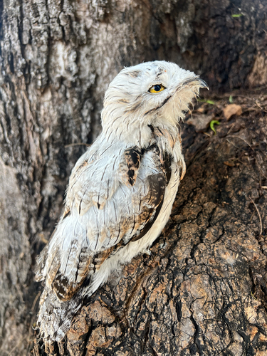 Northern Potoo
