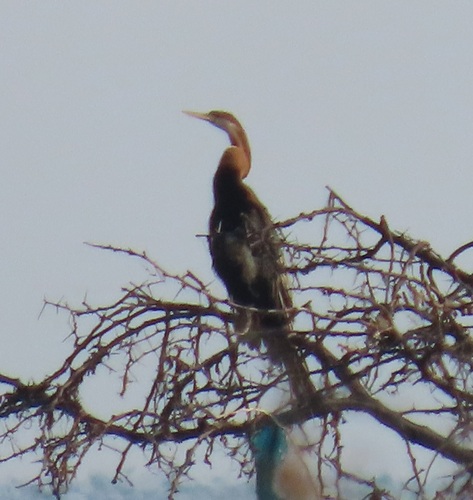 iNaturalist image