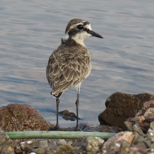 iNaturalist image