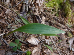 Lilium lancifolium