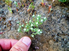 Stylocline gnaphaloides