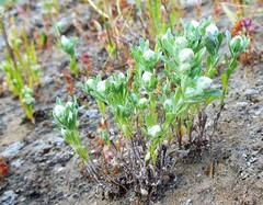 Stylocline gnaphaloides