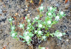 Stylocline gnaphaloides