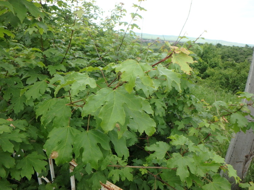 field maple