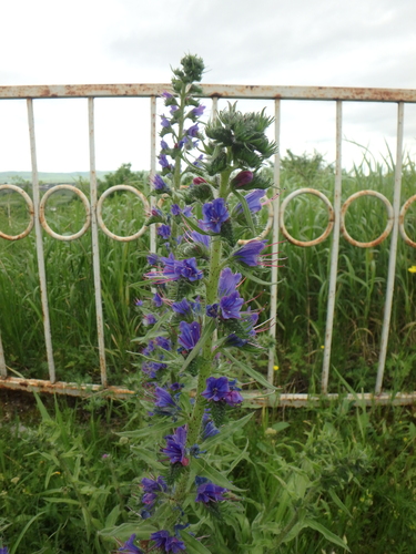 Viper's bugloss