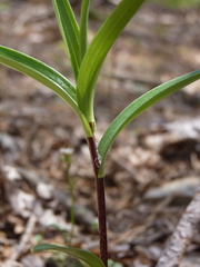 Lilium lancifolium