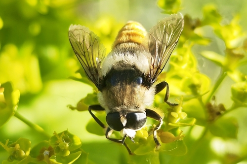 Narcissus Bulb Fly