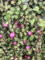 Lobelia angulata