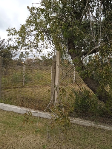 Tripodanthus acutifolius