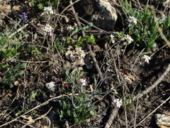 Arabidopsis arenosa arenosa