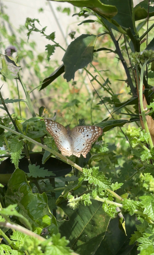 White Peacock