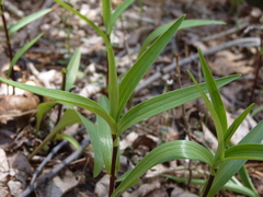 Lilium lancifolium