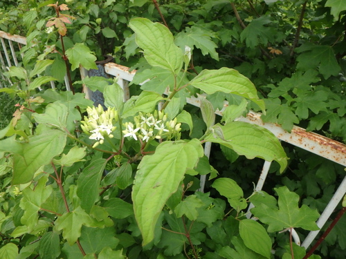 common dogwood