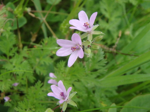 Redstem Stork's-bill