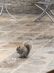 Sciurus carolinensis