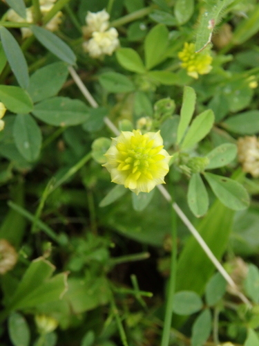 hop trefoil