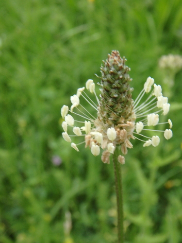 ribwort plantain