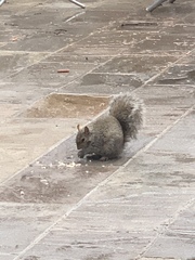 Sciurus carolinensis