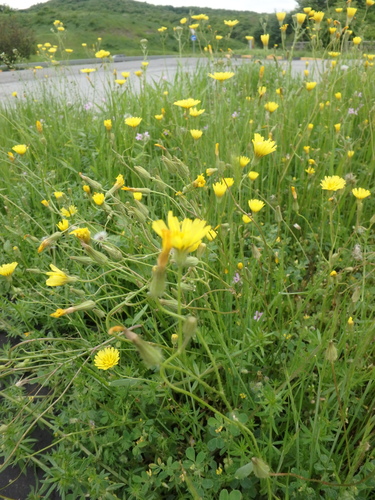 Sacred Hawksbeard