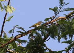 Lichmera indistincta limbata