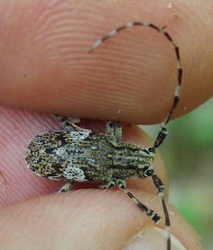white-clouded longhorn beetle