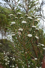 Phylica callosa