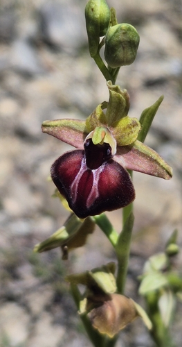 Bosom Orchid