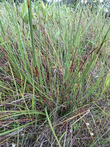 Lagenocarpus sabanensis, 2026-05-28