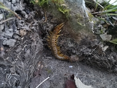 Scolopendra cingulata