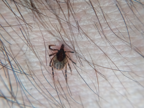 Passerine Tick