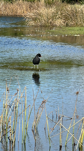 iNaturalist image