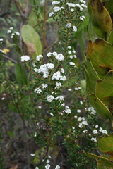 Phylica callosa