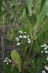 Phylica callosa