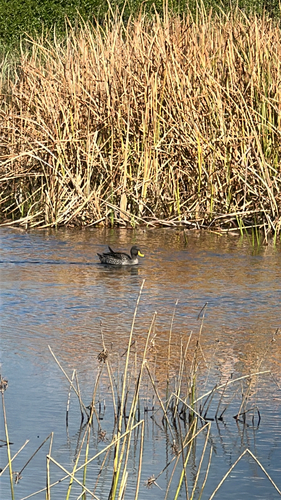 iNaturalist image