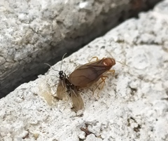 Prenolepis nitens