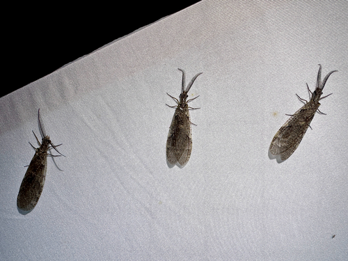 Spring fishfly