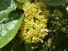 Cestrum humboldtii
