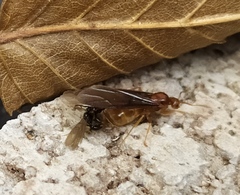Prenolepis nitens