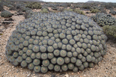 Copiapoa dealbata