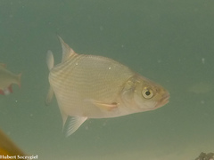 Common Bream photo 4