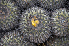 Copiapoa dealbata
