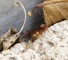 Prenolepis nitens