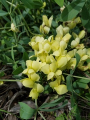Baptisia bracteata leucophaea