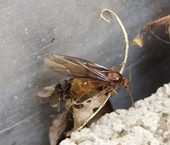 Prenolepis nitens