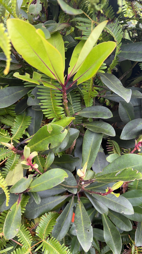 Myrsine lessertiana observed 2026-04-28