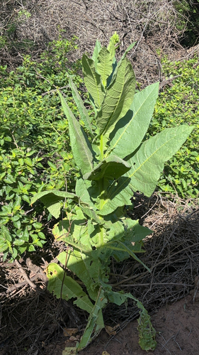 Nicotiana tabacum observed 2026-05-19