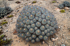 Copiapoa dealbata