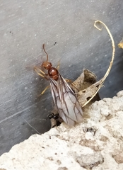 Prenolepis nitens