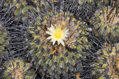 Copiapoa dealbata